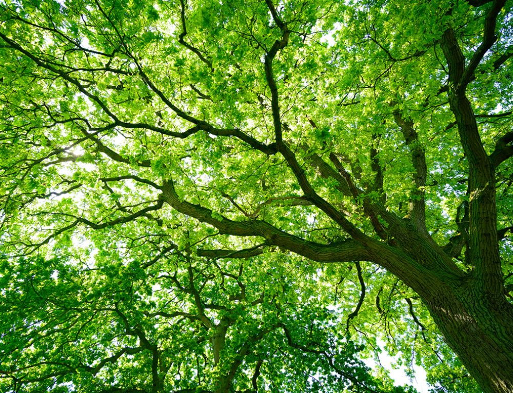 Élagage des arbres en cours dans la ville