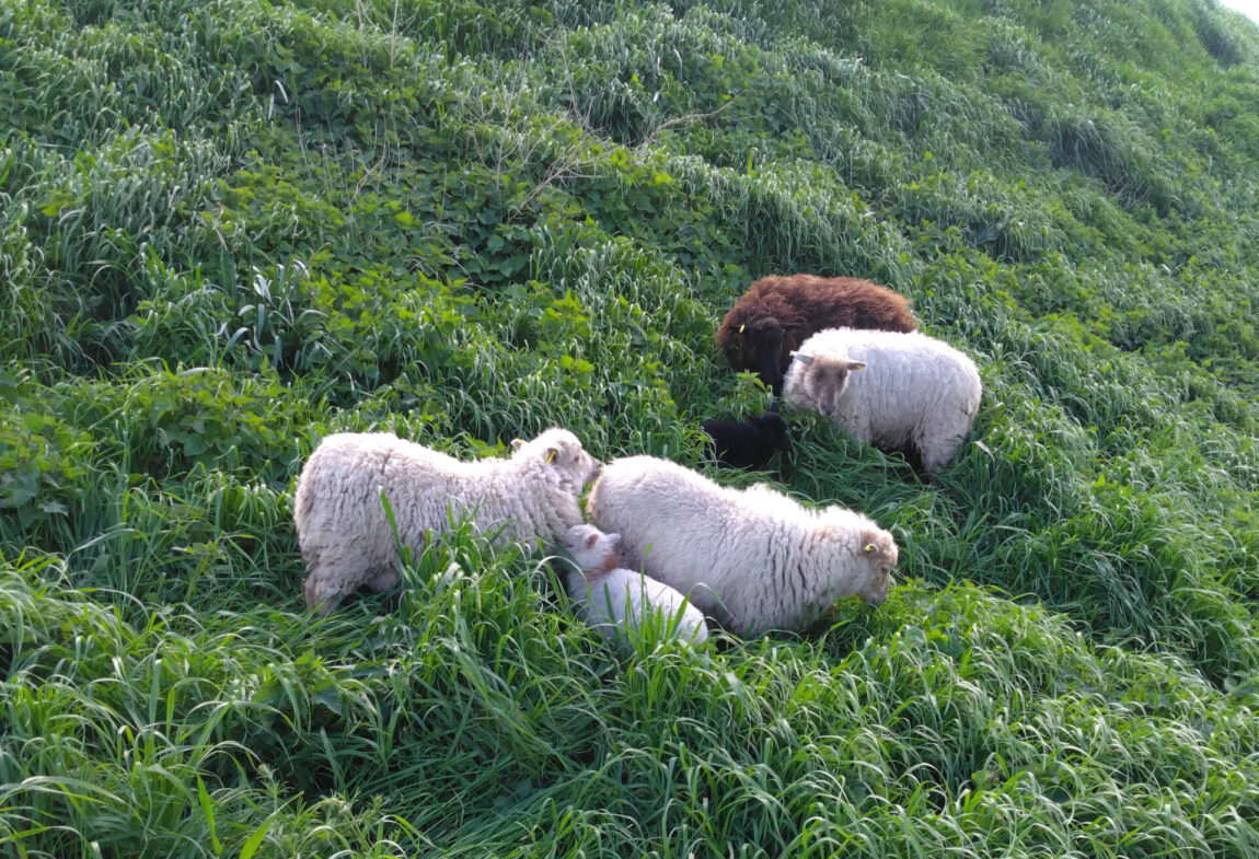 De nouveaux locataires arrivent sur la butte du Château