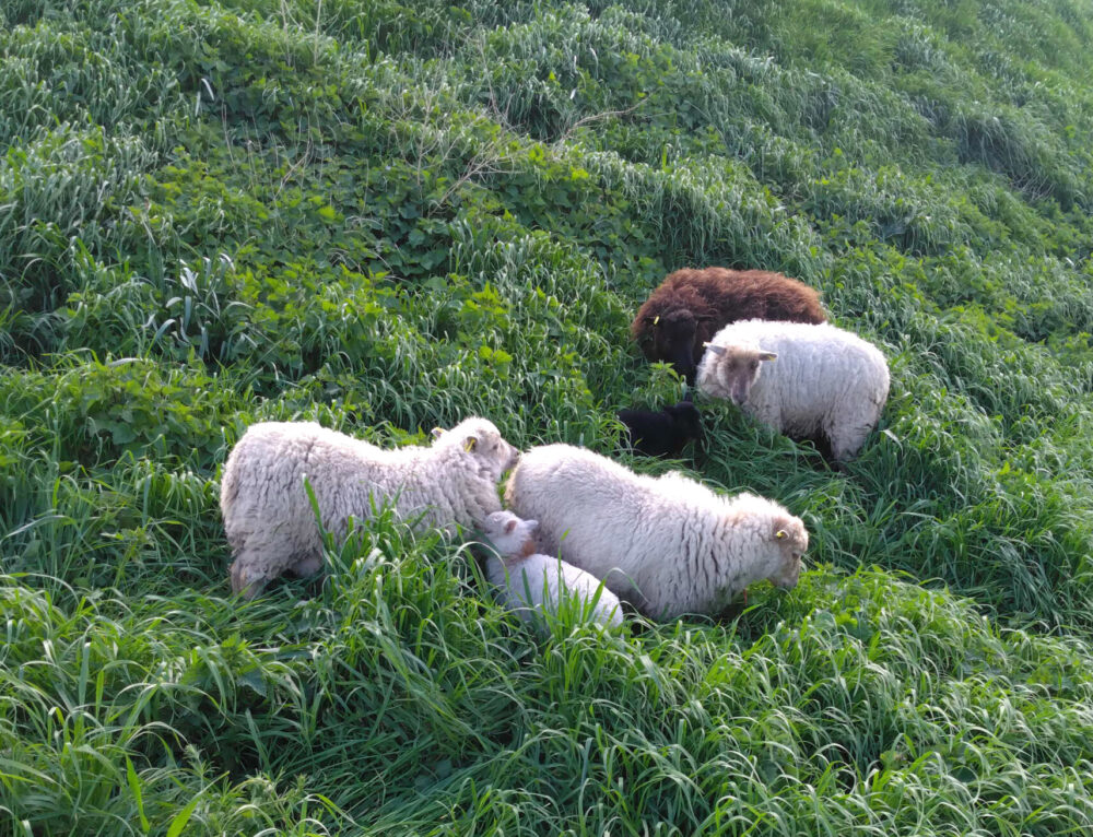 De nouveaux locataires arrivent sur la butte du Château