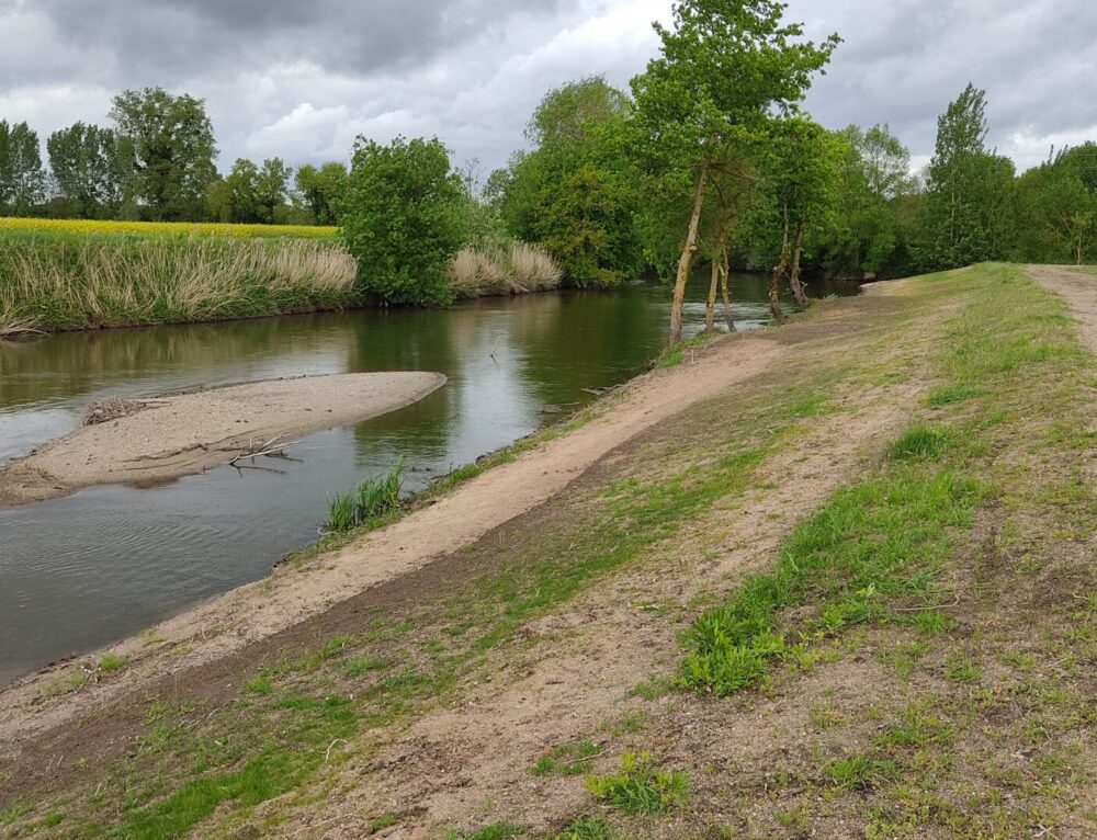 La ville restaure les berges de l’Authion au lieu-dit « Grand Buzet »