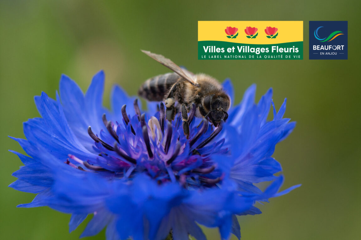 Beaufort-en-Anjou prépare la venue du jury des Villes et Villages Fleuris Beaufort-en-Anjou prépare la venue du jury des Villes et Villages Fleuris