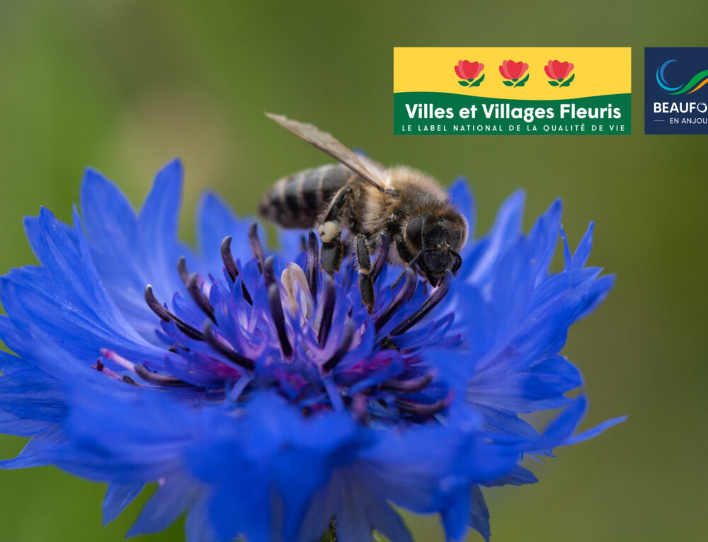 Beaufort-en-Anjou prépare la venue du jury des Villes et Villages Fleuris