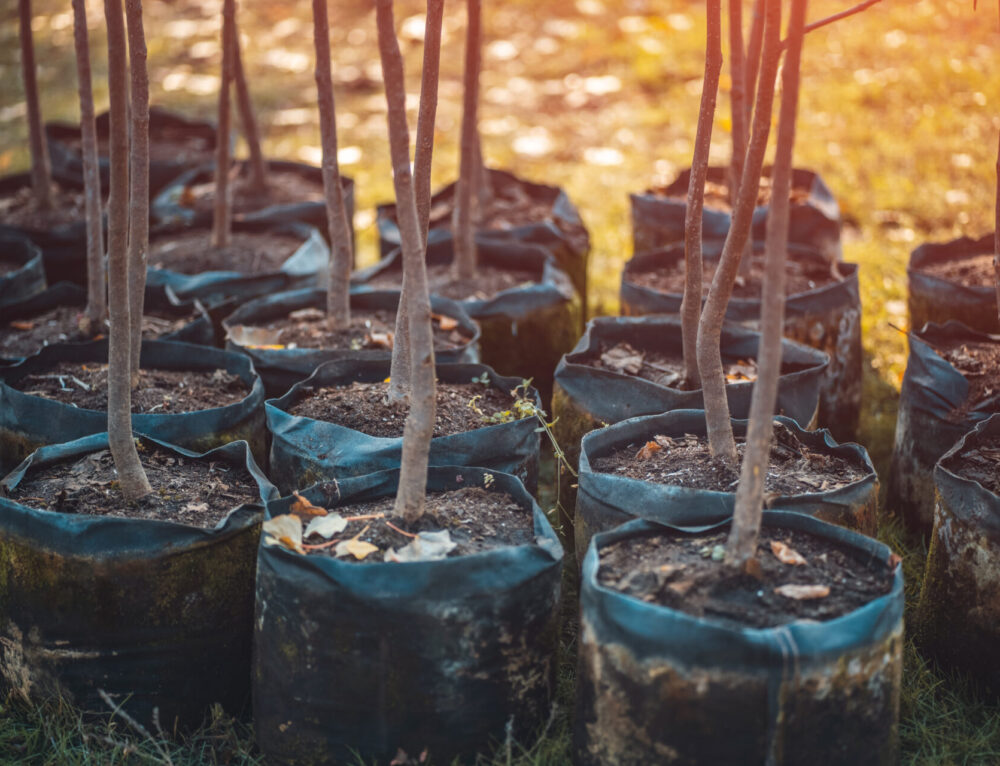 Plantation collective d’une micro-forêt au Grand Buzet