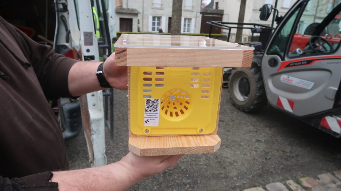 La ville installe des pièges contre les frelons asiatiques