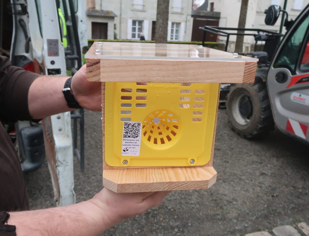 La ville installe des pièges contre les frelons asiatiques