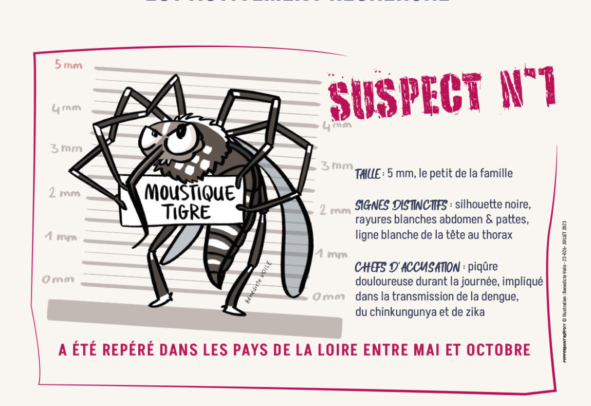 Moustique tigre : restons vigilants et adoptons les bons gestes